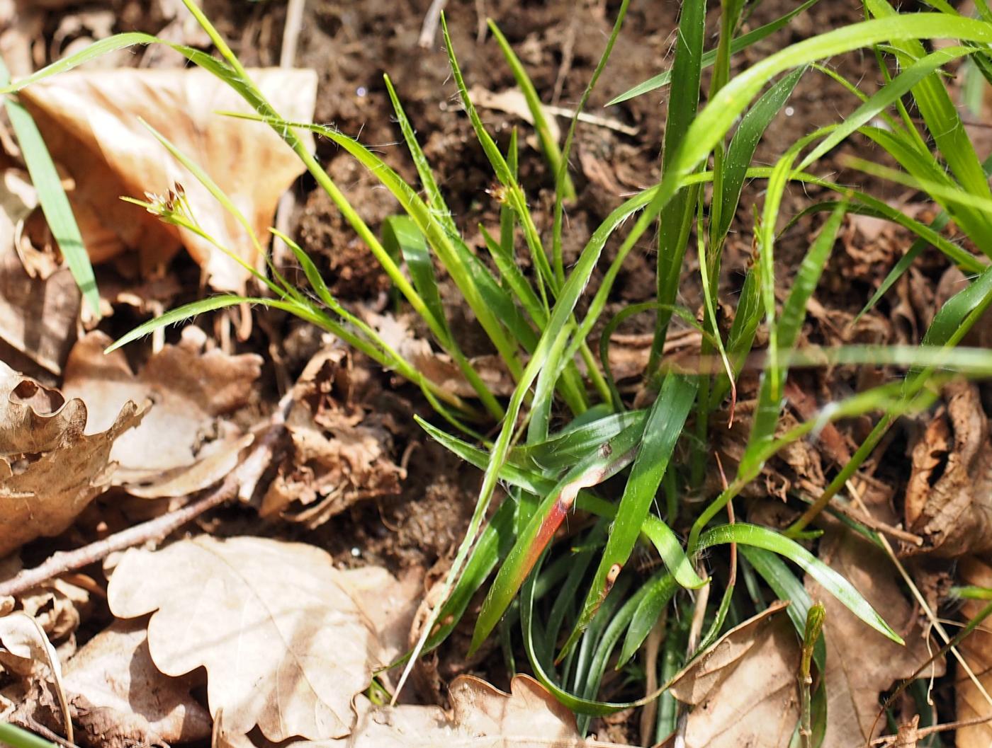 Woodrush, Fosters plant